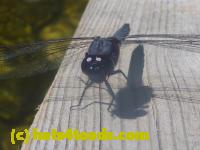/home//u458753944/public_html/sourcegallery/////////////Insects and small critters/dragonflies and damselflies/P1140137.JPG